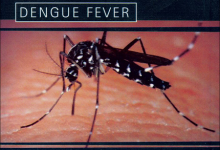 Dengue Fever Prevention, Causes, Symptoms, Treatment and Signs