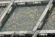How To Start A Fish Farming Business In Pakistan, Cost, Facts