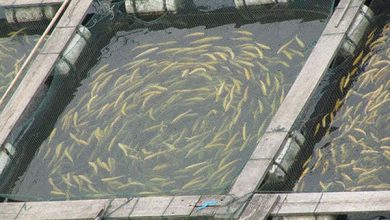 How To Start A Fish Farming Business In Pakistan, Cost, Facts