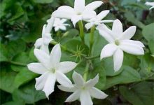 National Flower And National Fruit Of Pakistan 2 National Flower And National Fruit Of Pakistan In Urdu Names