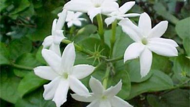 National Flower And National Fruit Of Pakistan In Urdu Names