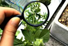 Botany in Pakistan Subjects, Jobs, Courses, Requirements 5 Botany In Pakistan Subjects, Jobs, Courses, Requirements
