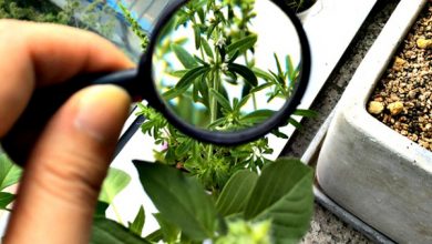 Botany in Pakistan Subjects, Jobs, Courses, Requirements 8 Botany In Pakistan Subjects, Jobs, Courses, Requirements