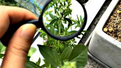 Botany in Pakistan Subjects, Jobs, Courses, Requirements 6 Botany In Pakistan Subjects, Jobs, Courses, Requirements