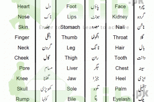 Parts Of Body Names In Urdu And English With Pictures