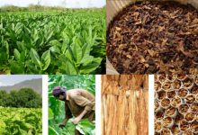 Food Crops And Cash Crops Of Pakistan Names List And Difference