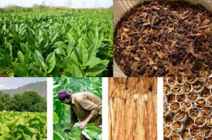 Food Crops And Cash Crops Of Pakistan Names List And Difference