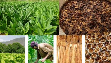 Food Crops And Cash Crops Of Pakistan Names List And Difference