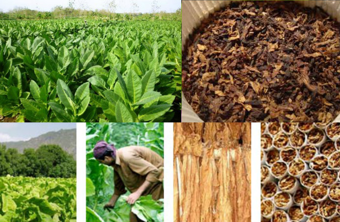 Food Crops And Cash Crops Of Pakistan Names List And Difference
