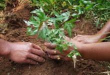 Forestry Scope In Pakistan, Jobs, Salary, Subjects, Universities