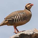  Chukar partridge