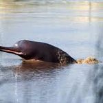  Indus River Dolphin