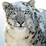  Snow leopard