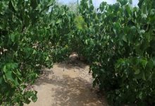 BS Forestry Universities In Pakistan Colleges